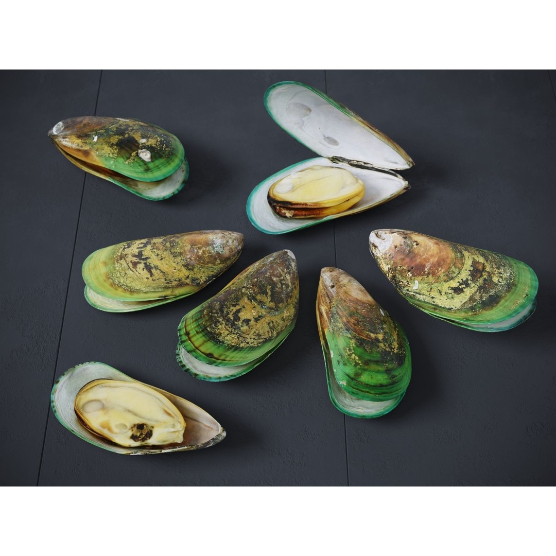 Mussel Green Shell 3D Model – High Poly Photogrammetry Asset, FBX/OBJ - View 4