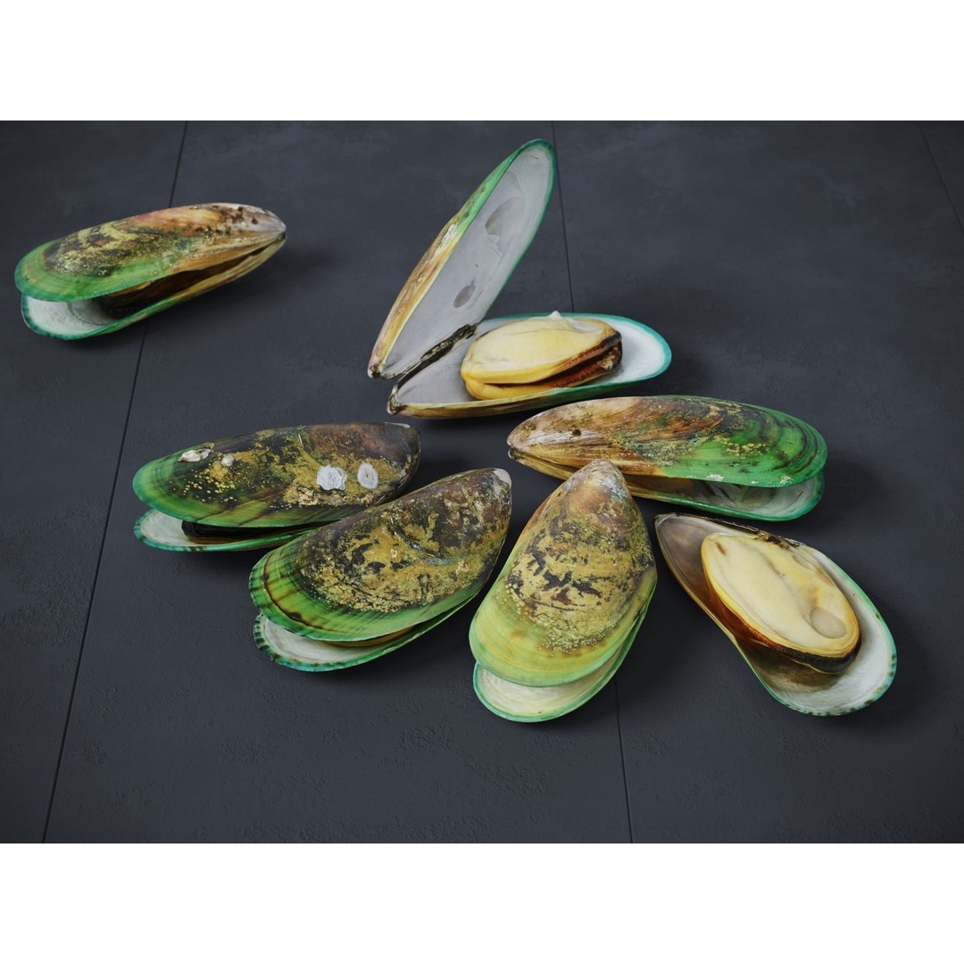 Mussel Green Shell 3D Model – High Poly Photogrammetry Asset, FBX/OBJ - View 5