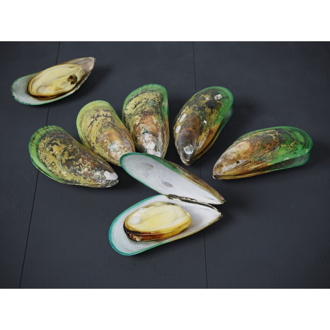 Mussel Green Shell 3D Model – High Poly Photogrammetry Asset, FBX/OBJ - View 6
