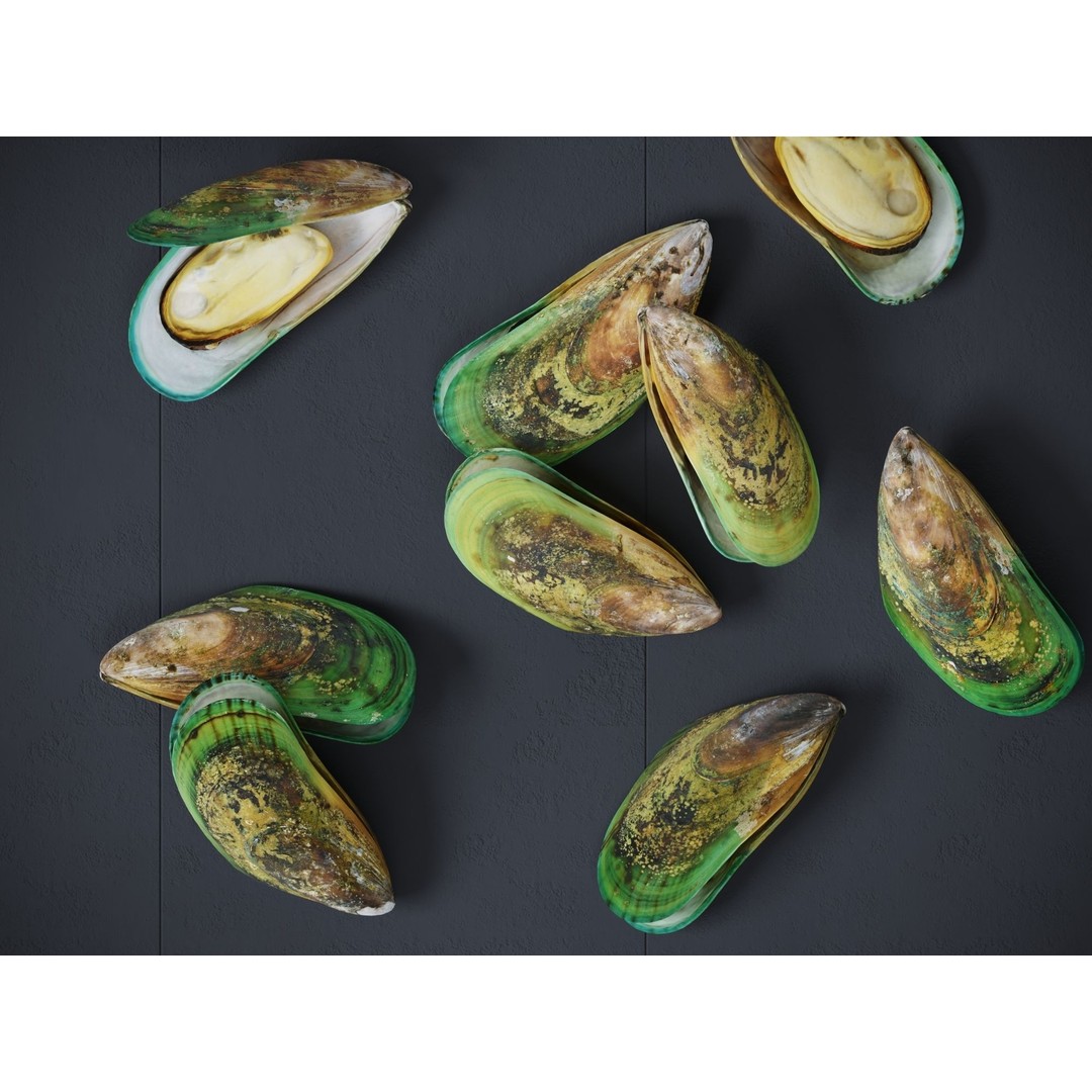Mussel Green Shell 3D Model – High Poly Photogrammetry Asset, FBX/OBJ - View 7