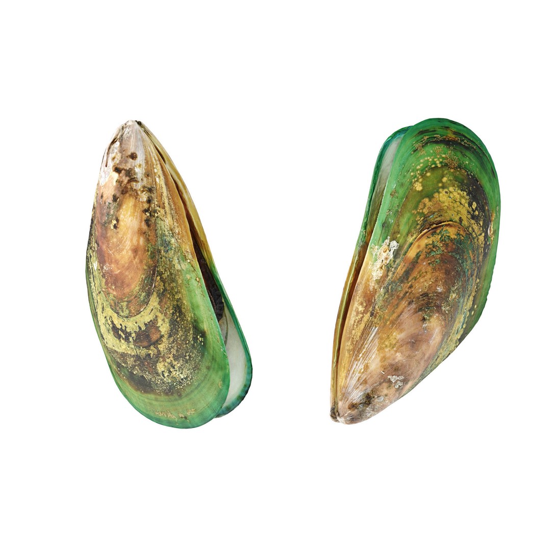 Mussel Green Shell 3D Model – High Poly Photogrammetry Asset, FBX/OBJ - View 8