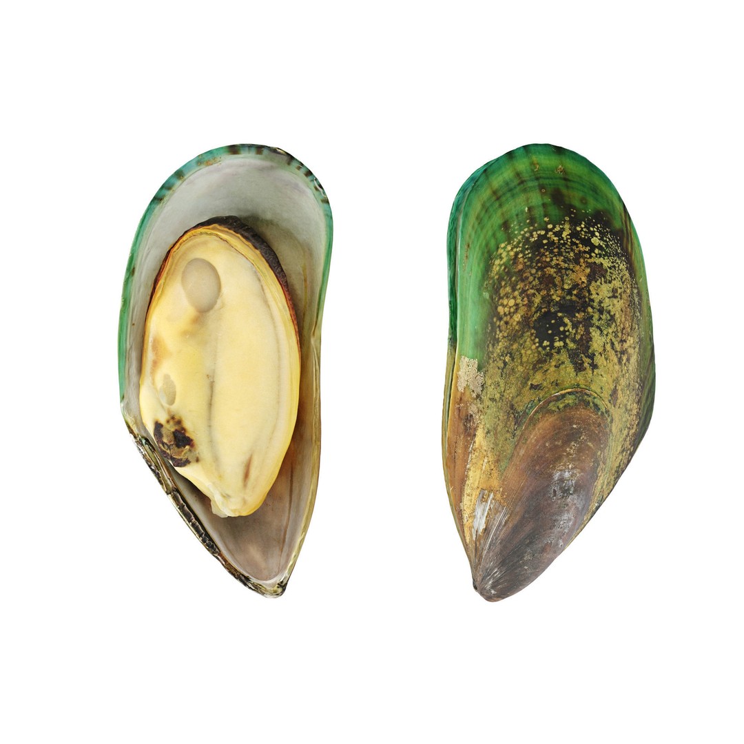 Mussel Green Shell 3D Model – High Poly Photogrammetry Asset, FBX/OBJ - View 9