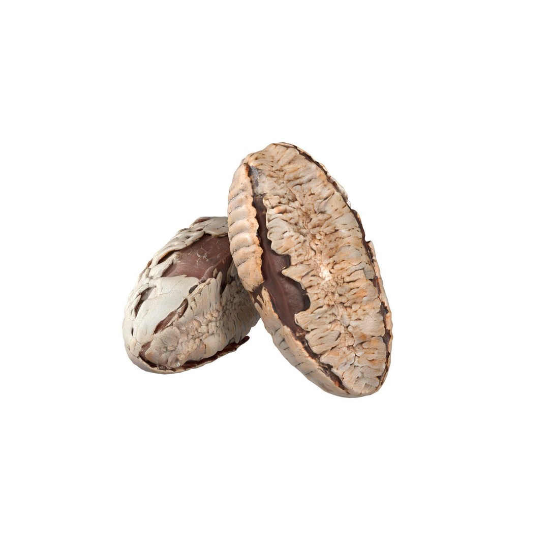 Brazilian Nuts 3D Model – Low Poly Collection, Blender, FBX, OBJ - View 3