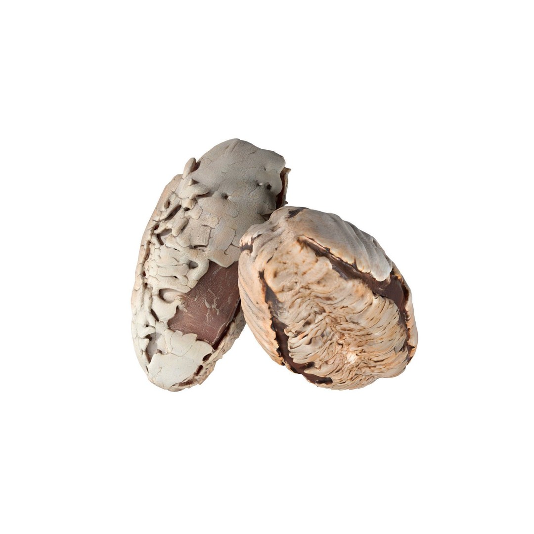 Brazilian Nuts 3D Model – Low Poly Collection, Blender, FBX, OBJ - View 4