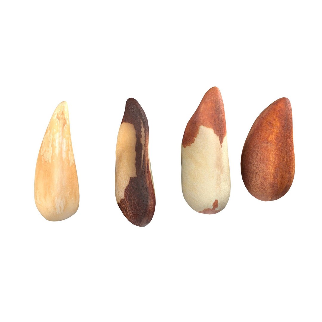 Brazilian Nuts 3D Model – Low Poly Collection, Blender, FBX, OBJ - View 5
