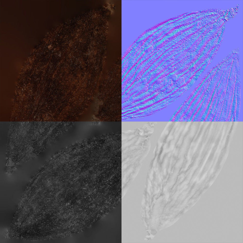 Cardamom 3D Model – Photorealistic Black Spice Asset, FBX, OBJ - View 10