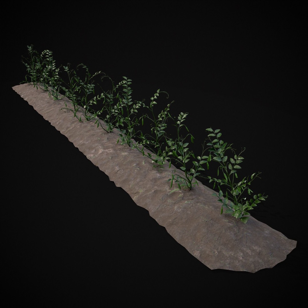Crops Peas Plants 3D Model – Low Poly PBR Game Asset, FBX & OBJ - View 10