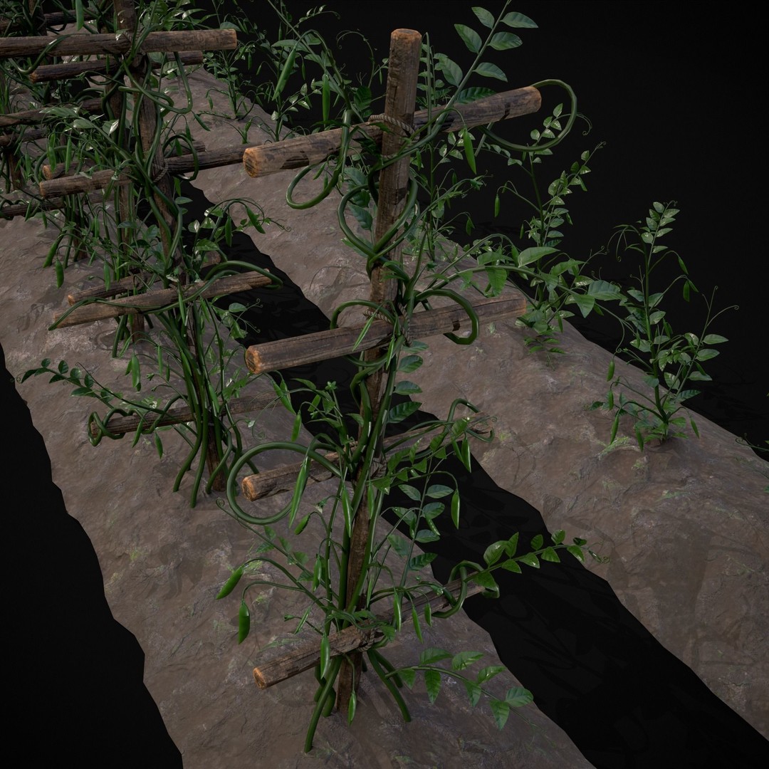 Crops Peas Plants 3D Model – Low Poly PBR Game Asset, FBX & OBJ - View 16