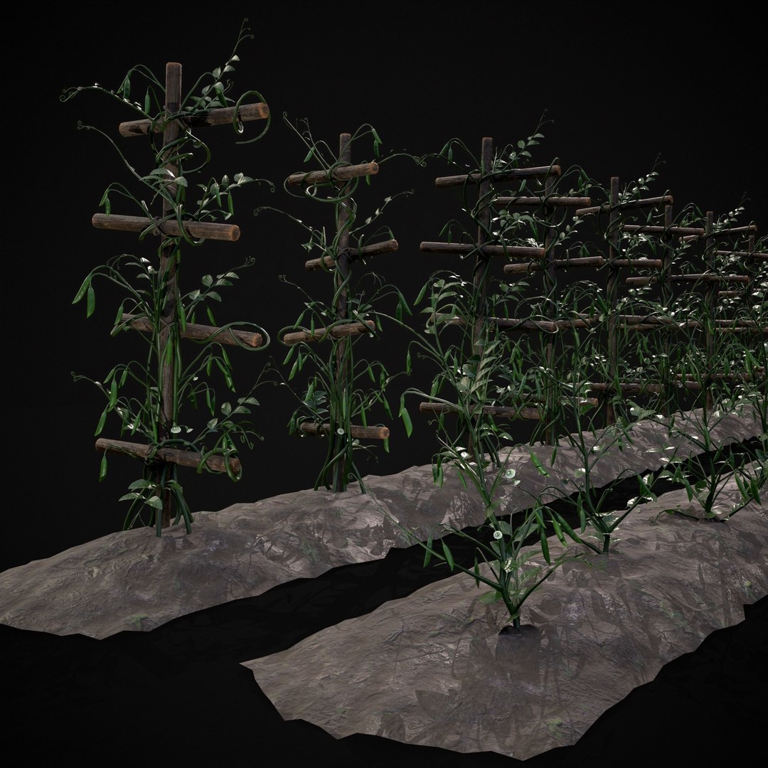 Crops Peas Plants 3D Model – Low Poly PBR Game Asset, FBX & OBJ - View 18