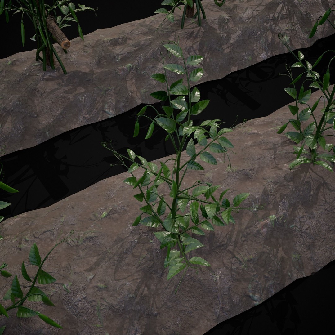 Crops Peas Plants 3D Model – Low Poly PBR Game Asset, FBX & OBJ - View 22