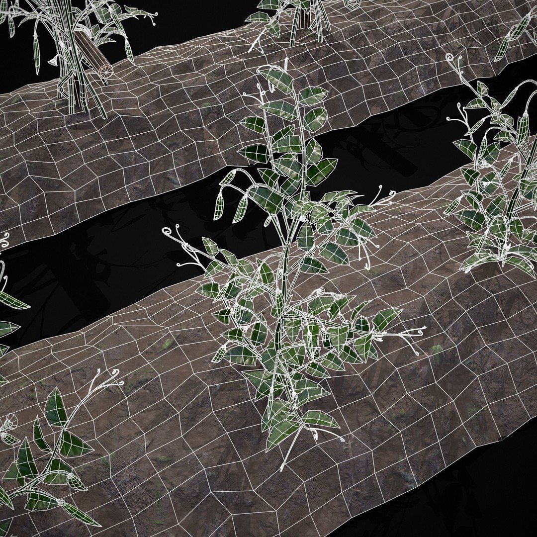 Crops Peas Plants 3D Model – Low Poly PBR Game Asset, FBX & OBJ - View 23