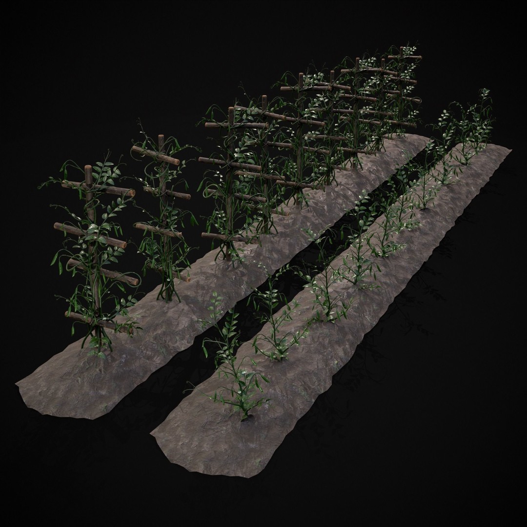 Crops Peas Plants 3D Model – Low Poly PBR Game Asset, FBX & OBJ - View 4