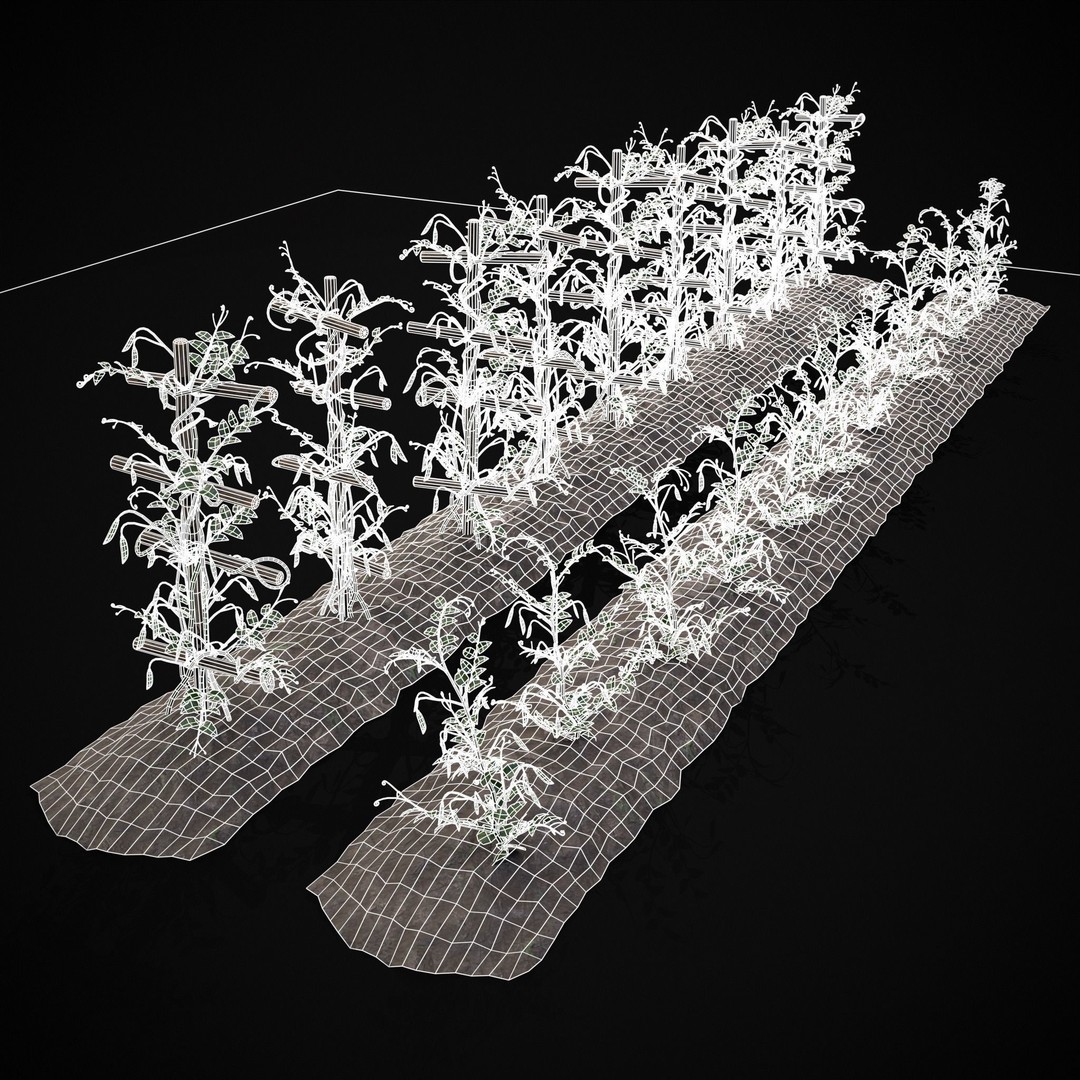 Crops Peas Plants 3D Model – Low Poly PBR Game Asset, FBX & OBJ - View 5