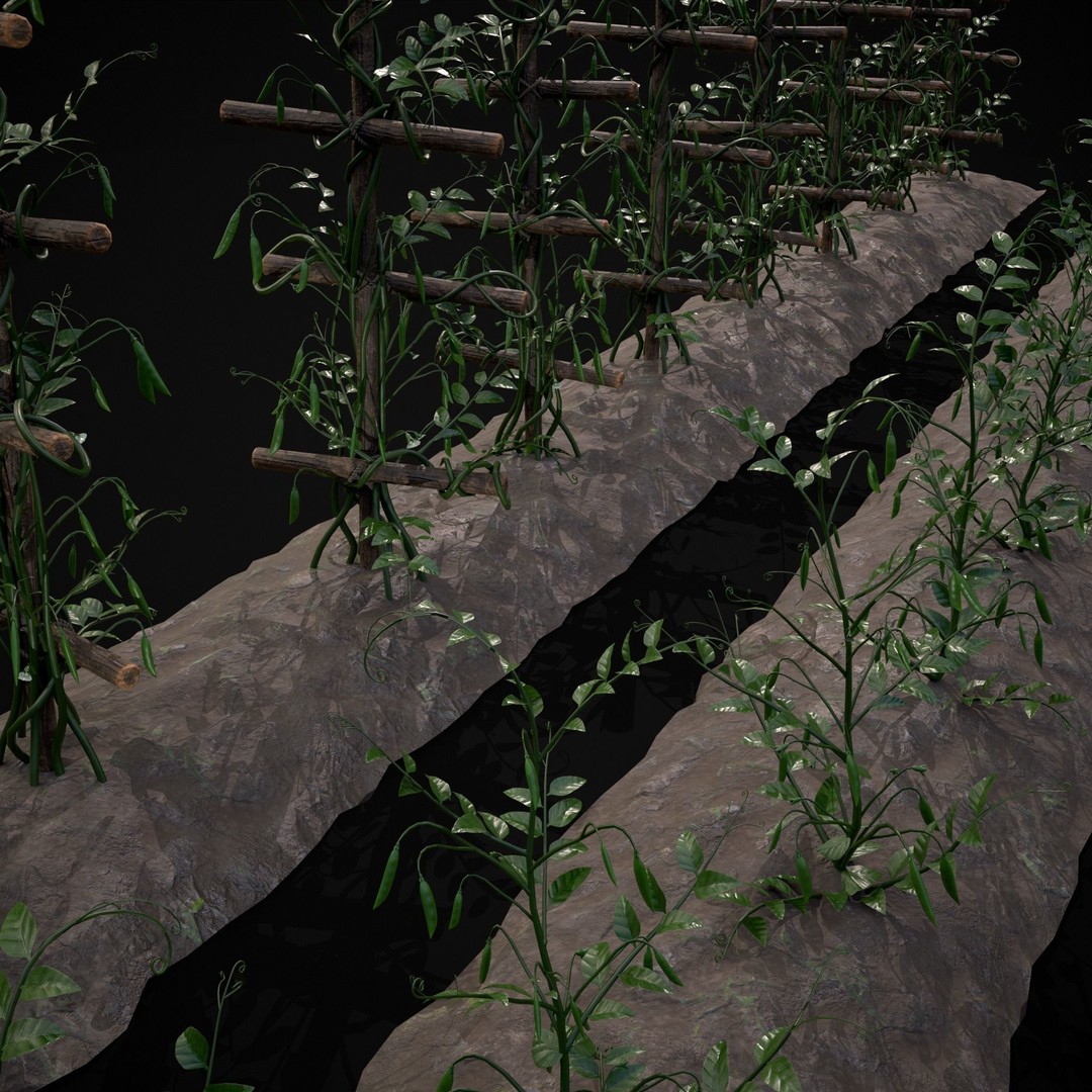 Crops Peas Plants 3D Model – Low Poly PBR Game Asset, FBX & OBJ - View 6