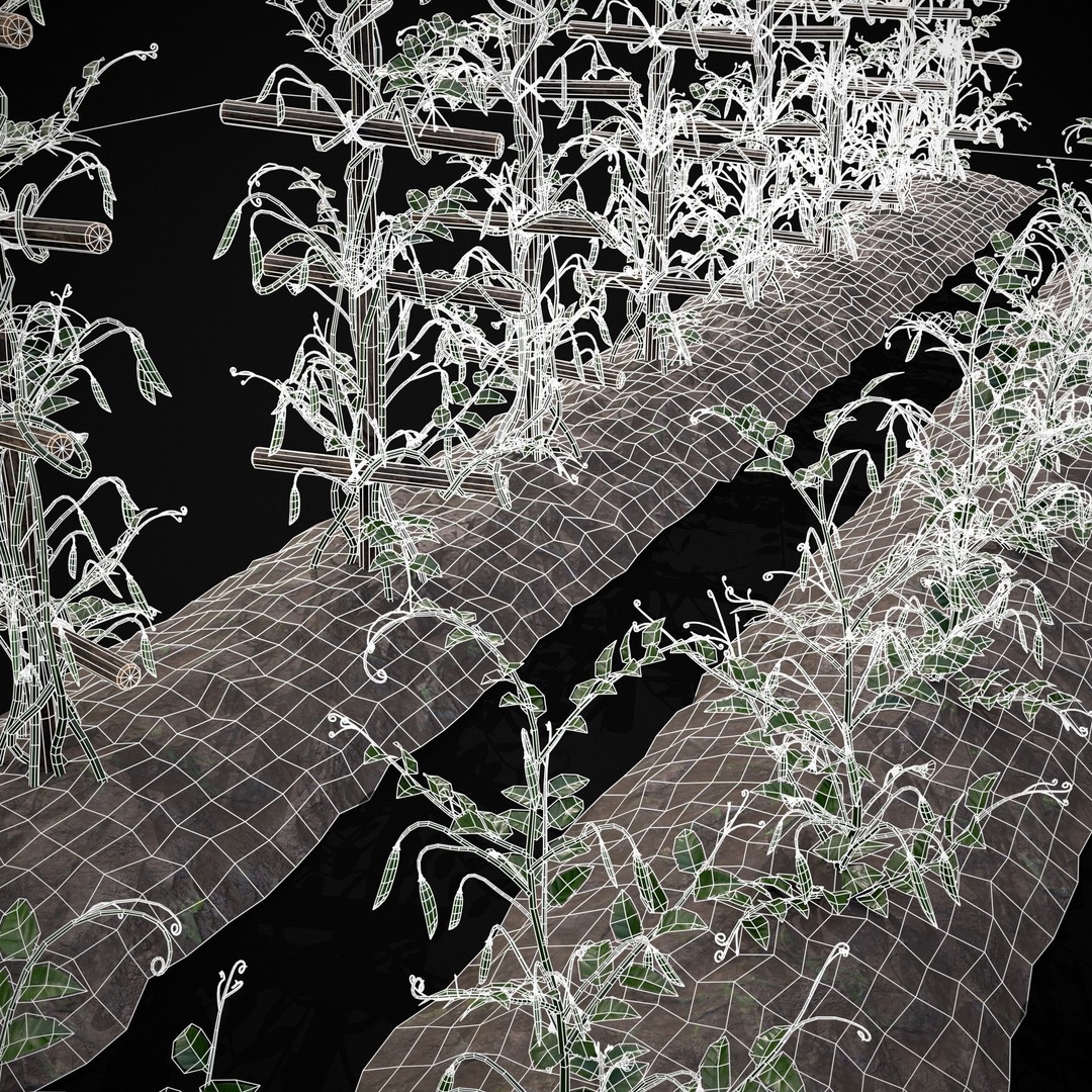 Crops Peas Plants 3D Model – Low Poly PBR Game Asset, FBX & OBJ - View 7