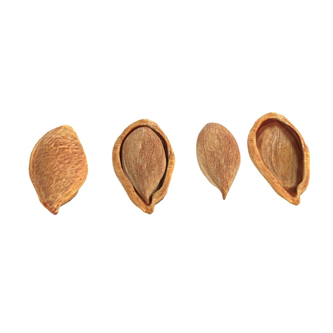 Seed Collection 3D Model – Low Poly Food Asset, Blender, FBX, OBJ - View 11