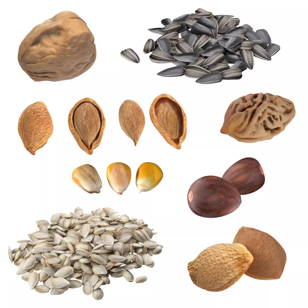 Seed Collection 3D Model – Low Poly Food Asset, Blender, FBX, OBJ - View 2