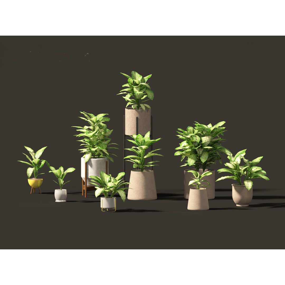 Dieffenbachia Seguine 3D Model – Realistic Plant Asset, FBX, PBR
