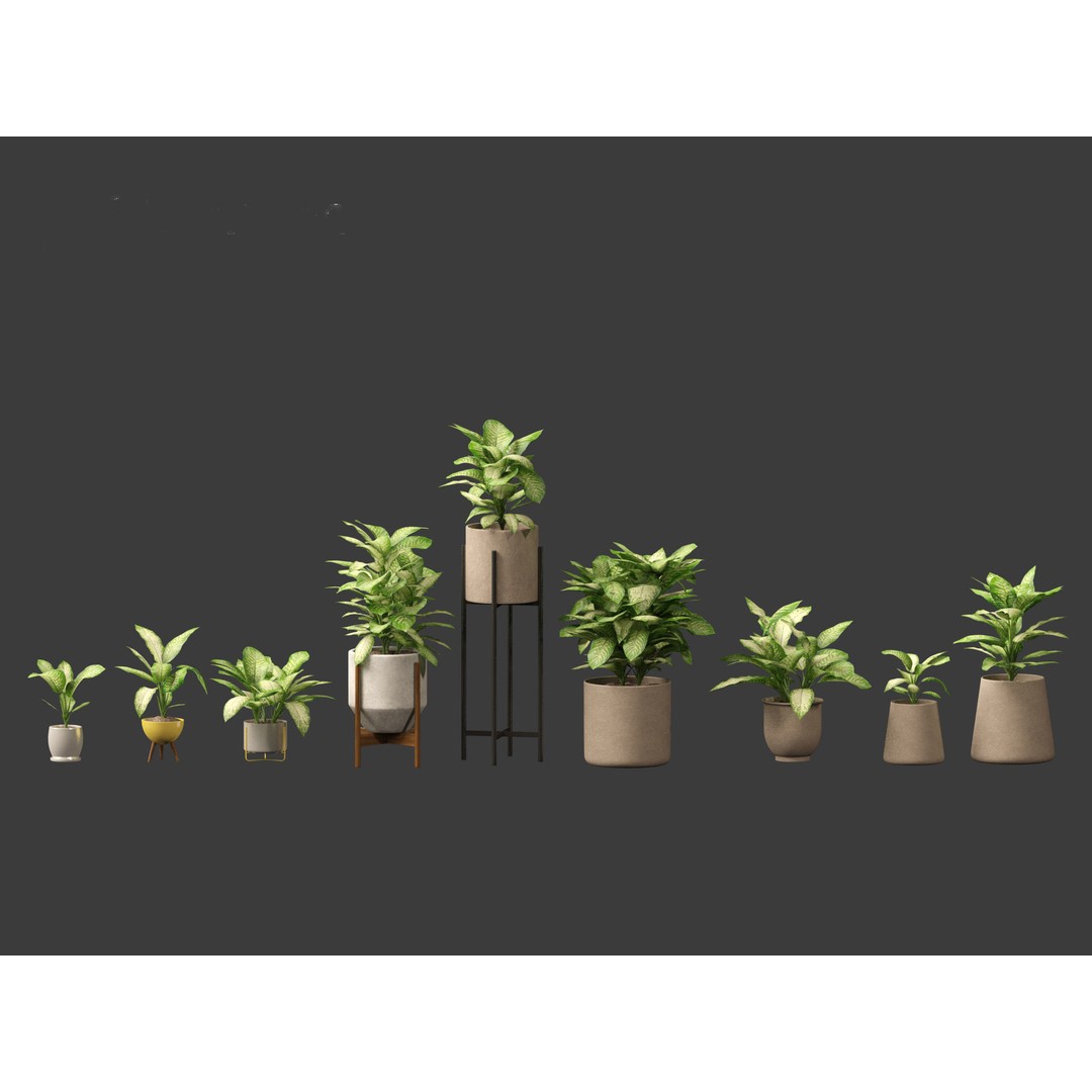 Dieffenbachia Seguine 3D Model – Realistic Plant Asset, FBX, PBR - View 3