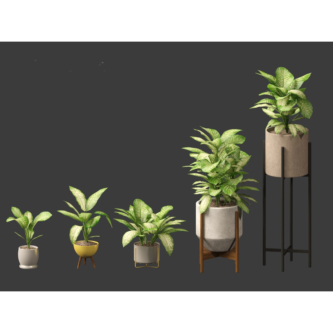 Dieffenbachia Seguine 3D Model – Realistic Plant Asset, FBX, PBR - View 4