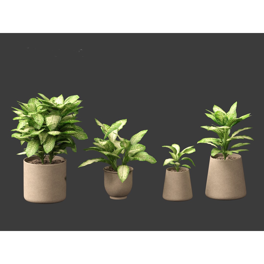 Dieffenbachia Seguine 3D Model – Realistic Plant Asset, FBX, PBR - View 5