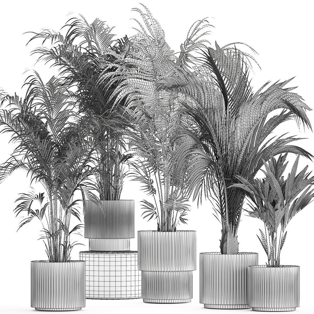 Howea Palms 3D Model – Beautiful Indoor/Outdoor Decoration, FBX