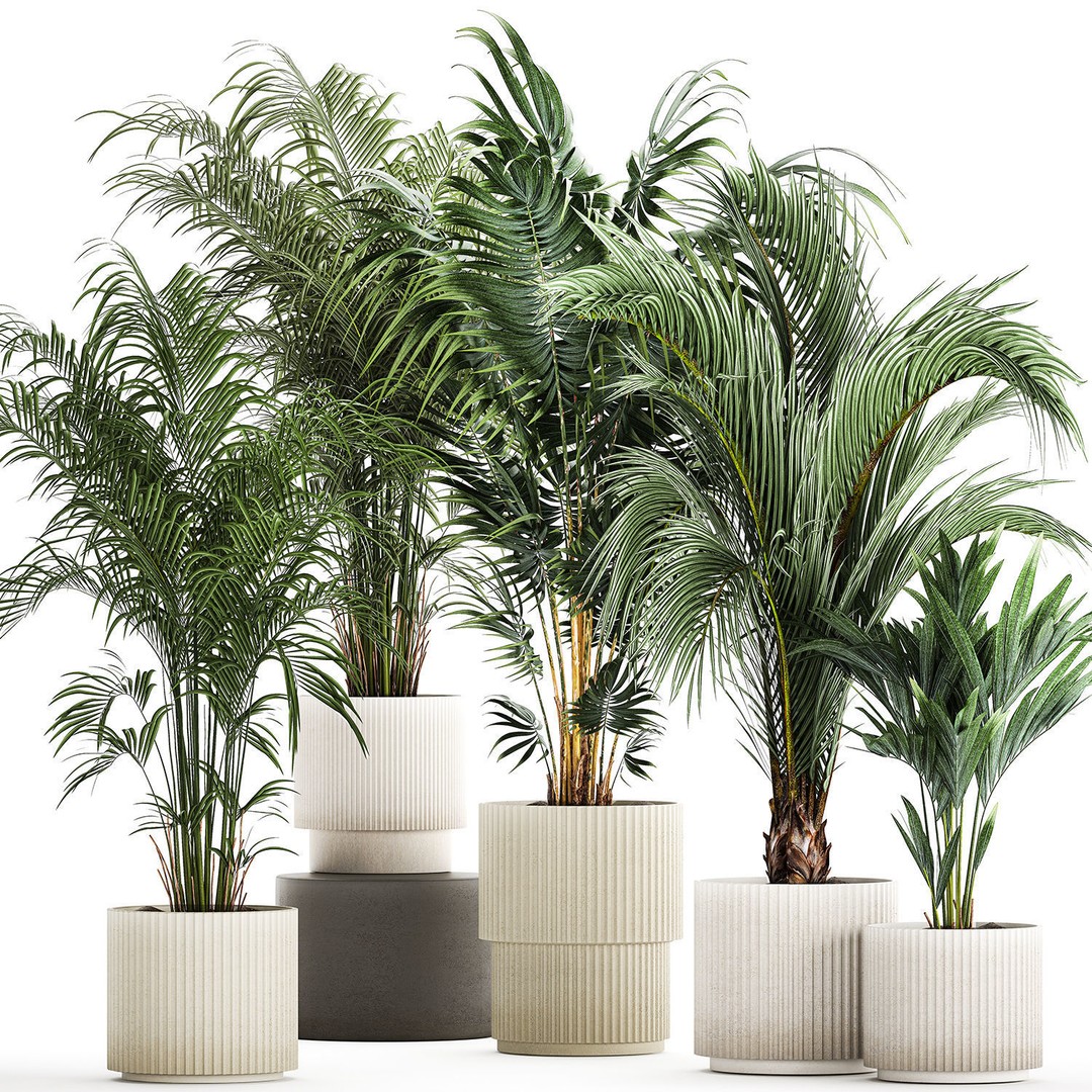 Howea Palms 3D Model – Beautiful Indoor/Outdoor Decoration, FBX - View 10