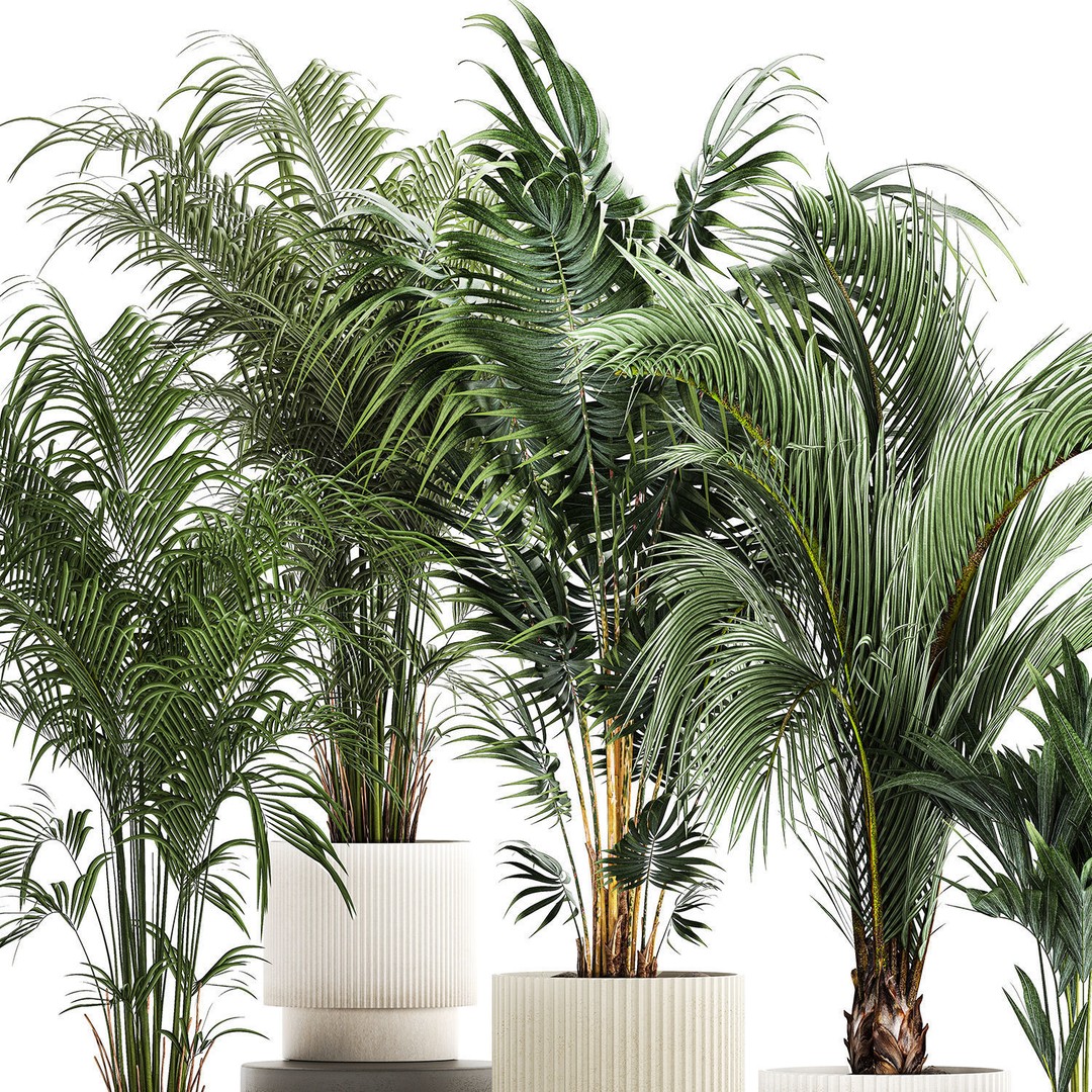 Howea Palms 3D Model – Beautiful Indoor/Outdoor Decoration, FBX - View 11