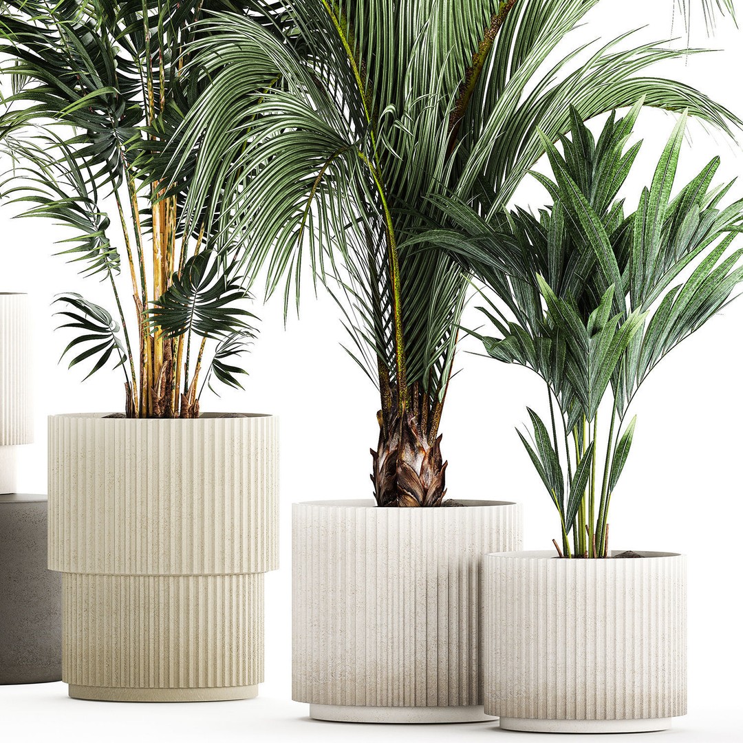 Howea Palms 3D Model – Beautiful Indoor/Outdoor Decoration, FBX - View 12