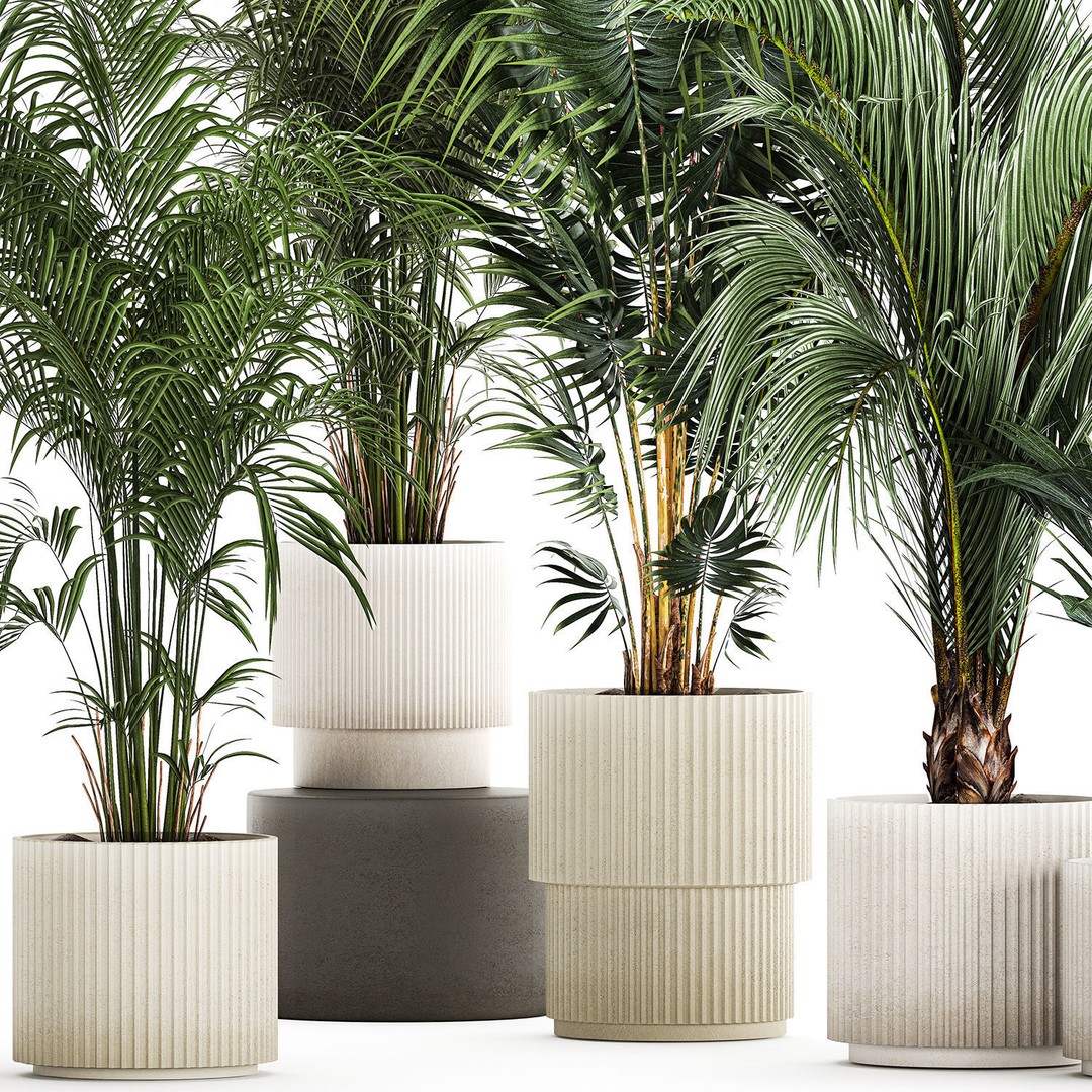Howea Palms 3D Model – Beautiful Indoor/Outdoor Decoration, FBX - View 13