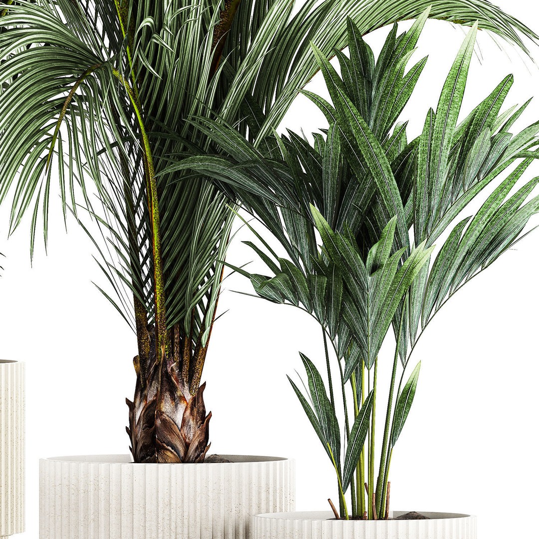 Howea Palms 3D Model – Beautiful Indoor/Outdoor Decoration, FBX - View 14