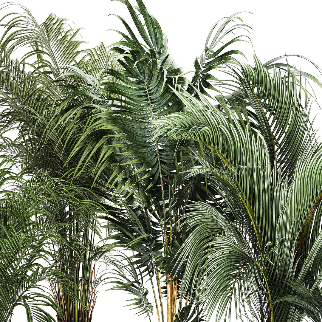 Howea Palms 3D Model – Beautiful Indoor/Outdoor Decoration, FBX - View 15