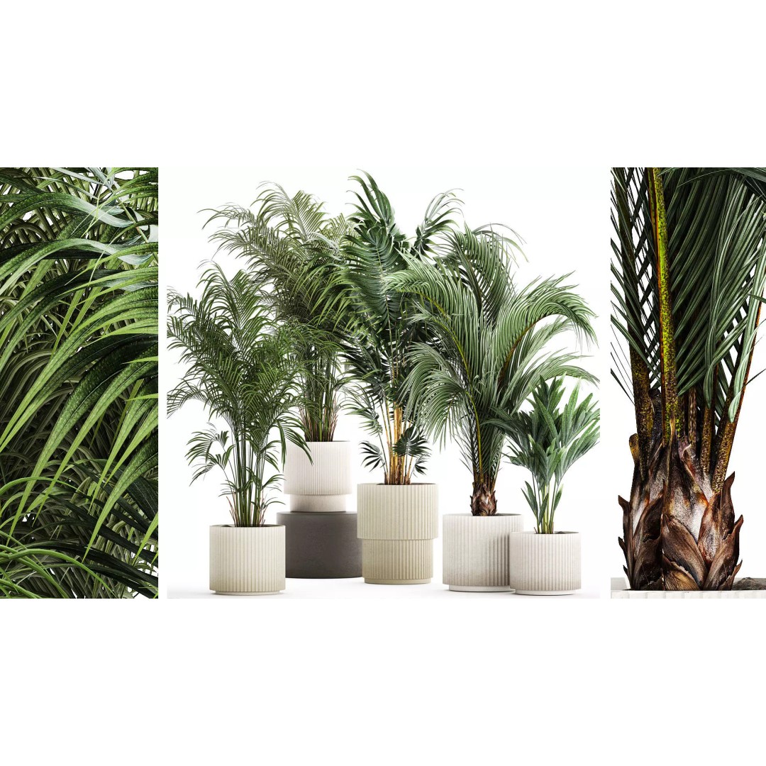 Howea Palms 3D Model – Beautiful Indoor/Outdoor Decoration, FBX - View 2