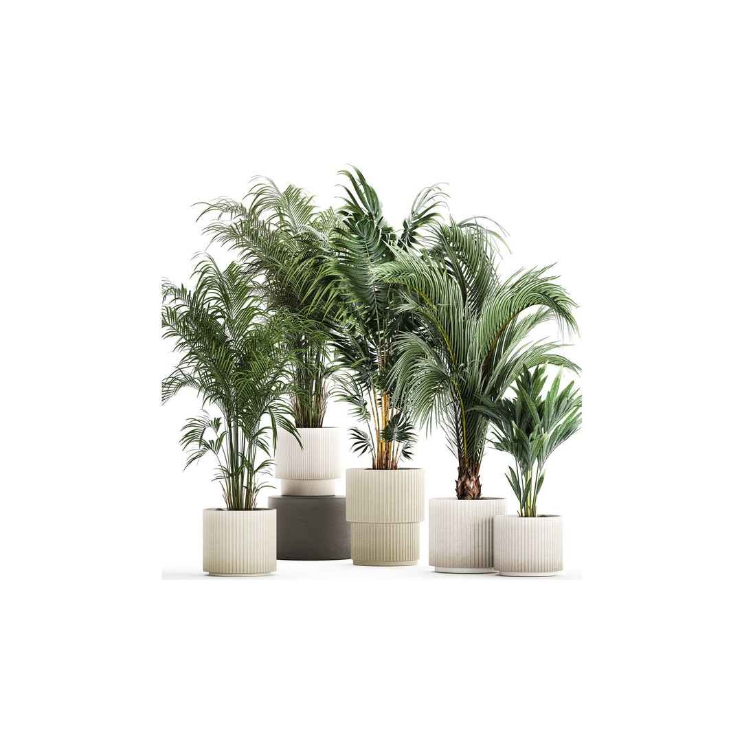 Howea Palms 3D Model – Beautiful Indoor/Outdoor Decoration, FBX - View 3