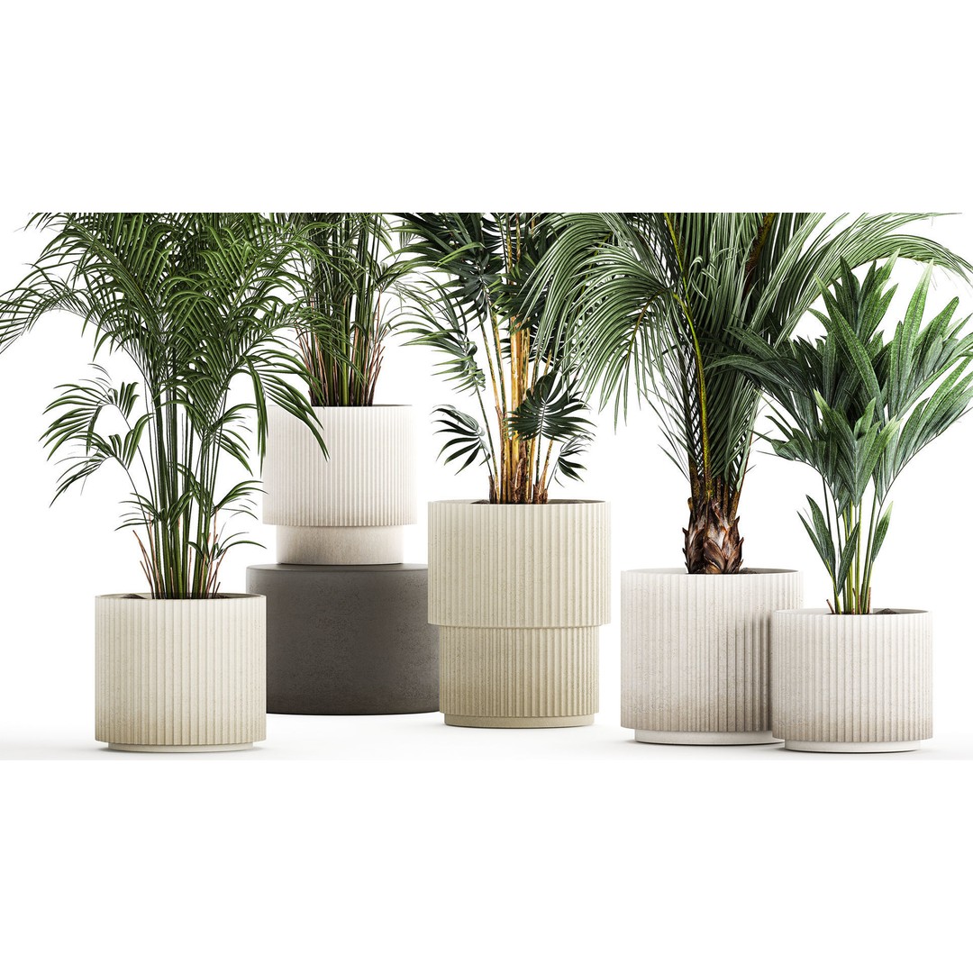 Howea Palms 3D Model – Beautiful Indoor/Outdoor Decoration, FBX - View 4