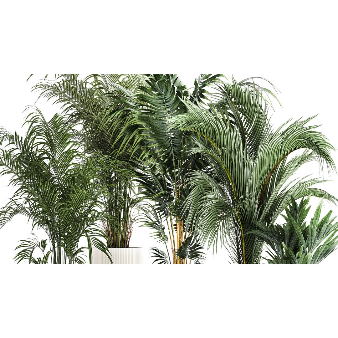 Howea Palms 3D Model – Beautiful Indoor/Outdoor Decoration, FBX - View 5
