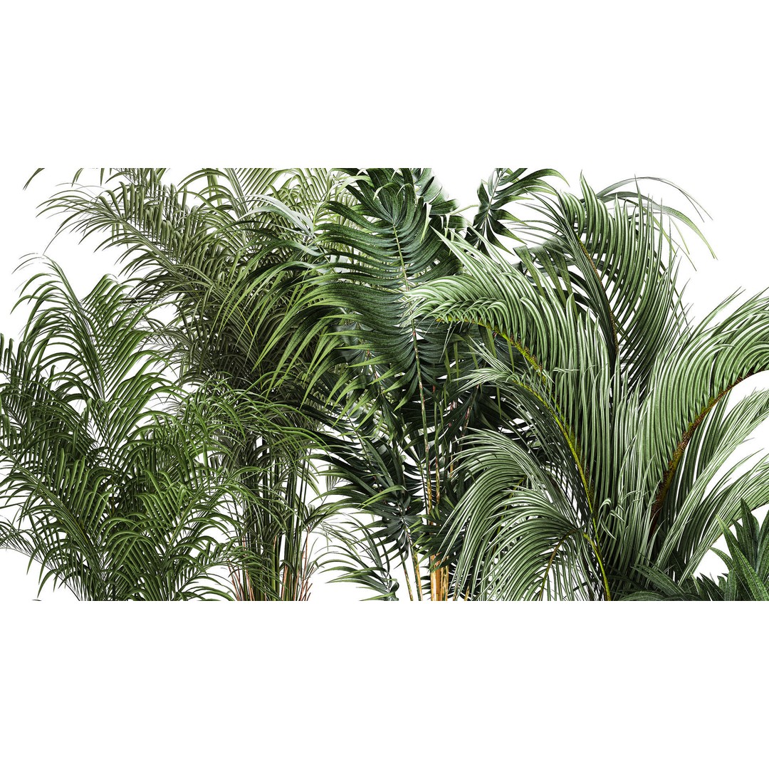 Howea Palms 3D Model – Beautiful Indoor/Outdoor Decoration, FBX - View 6