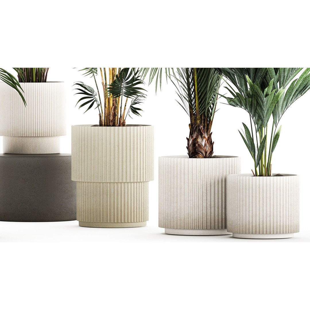 Howea Palms 3D Model – Beautiful Indoor/Outdoor Decoration, FBX - View 7