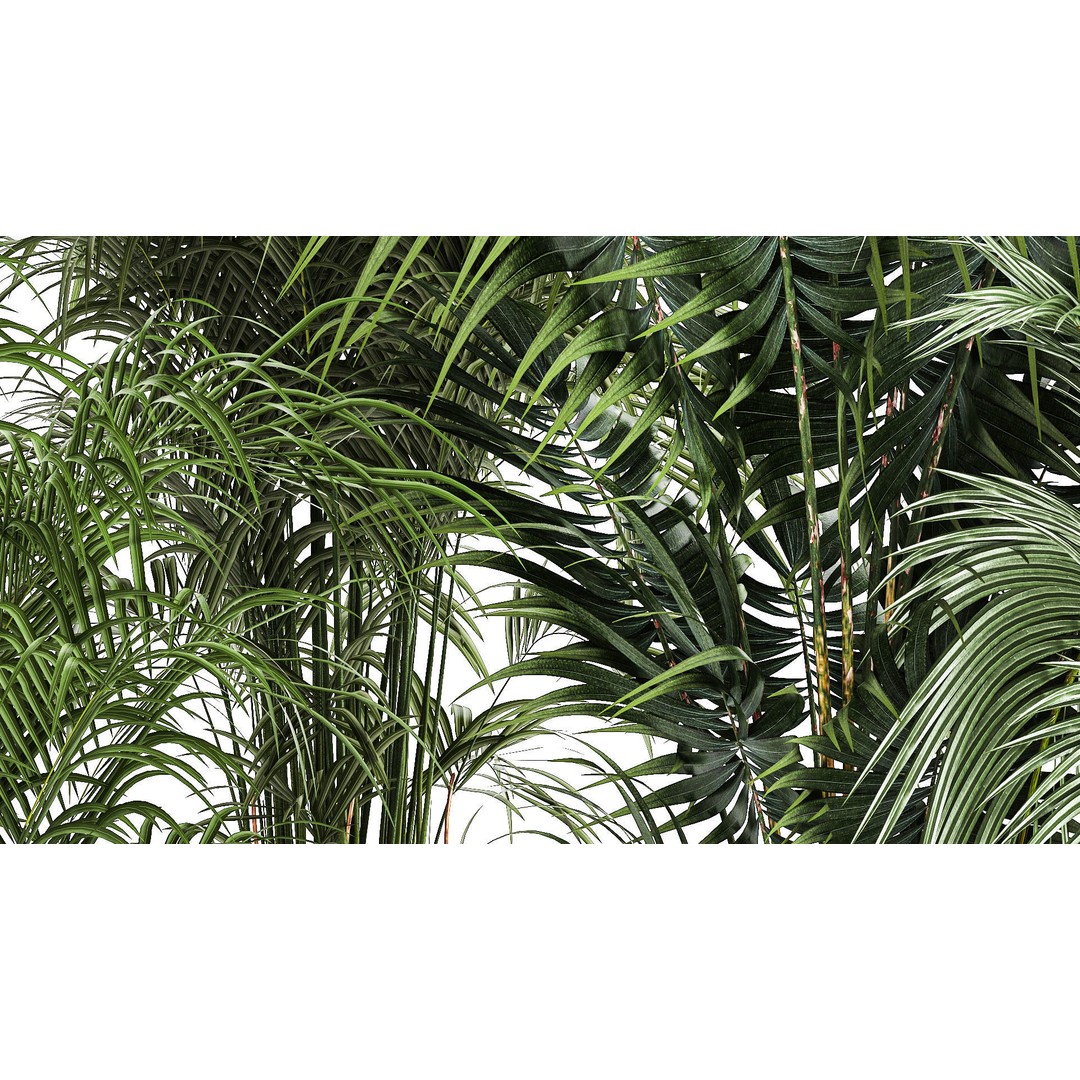 Howea Palms 3D Model – Beautiful Indoor/Outdoor Decoration, FBX - View 8