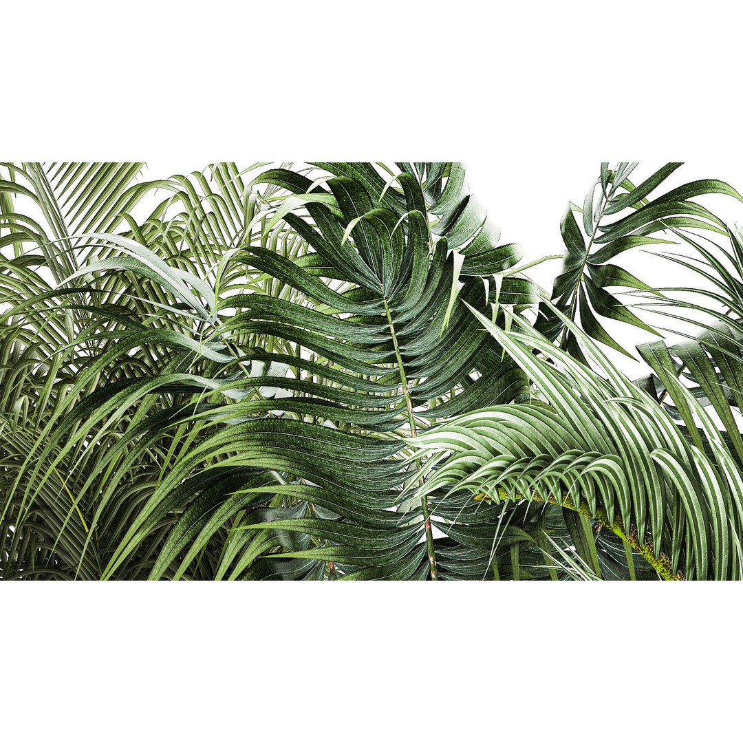 Howea Palms 3D Model – Beautiful Indoor/Outdoor Decoration, FBX - View 9