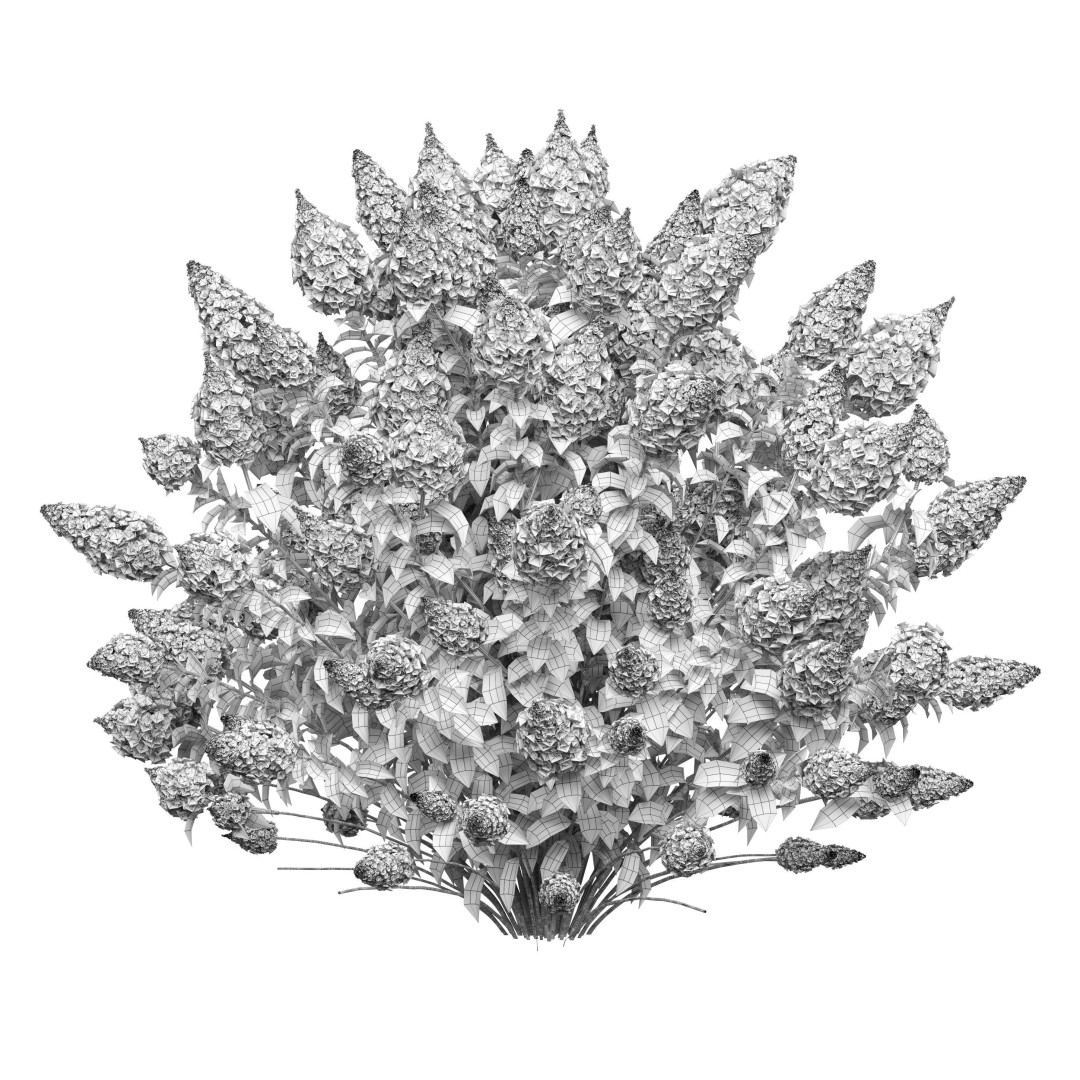 Hydrangea Paniculata 3D Model – High Poly Flower Asset, FBX, PBR