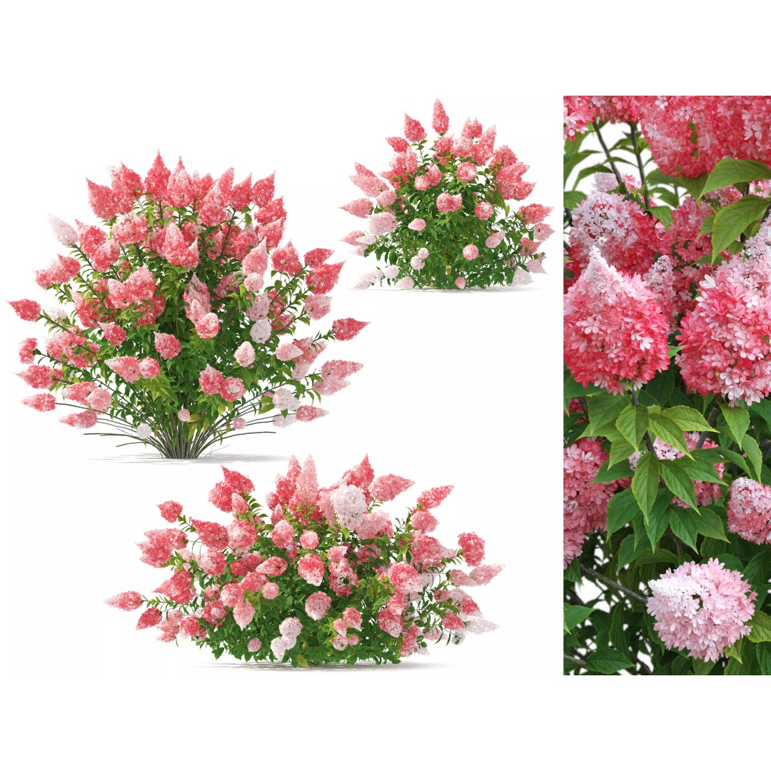 Hydrangea Paniculata 3D Model – High Poly Flower Asset, FBX, PBR - View 2