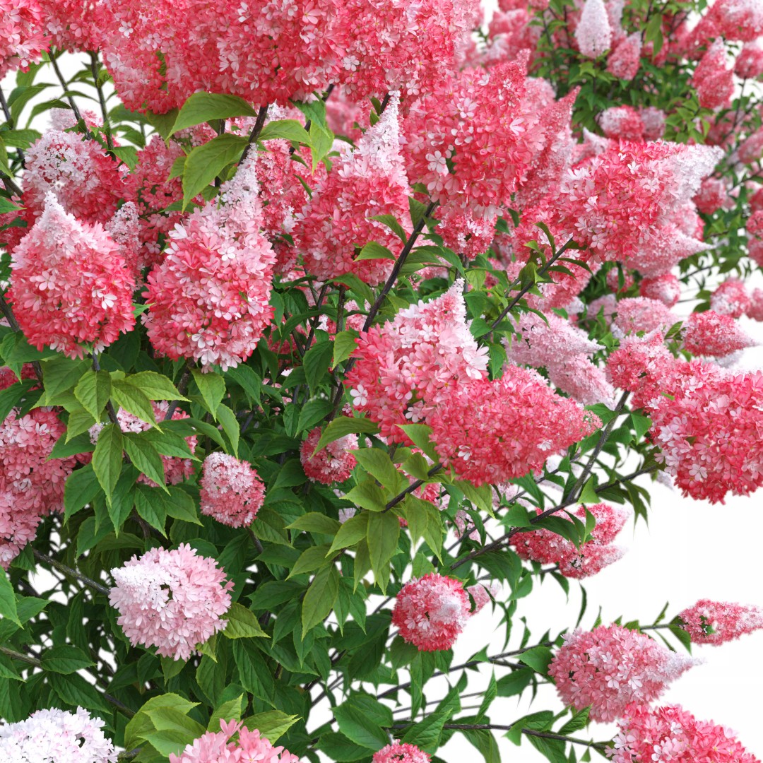 Hydrangea Paniculata 3D Model – High Poly Flower Asset, FBX, PBR - View 3