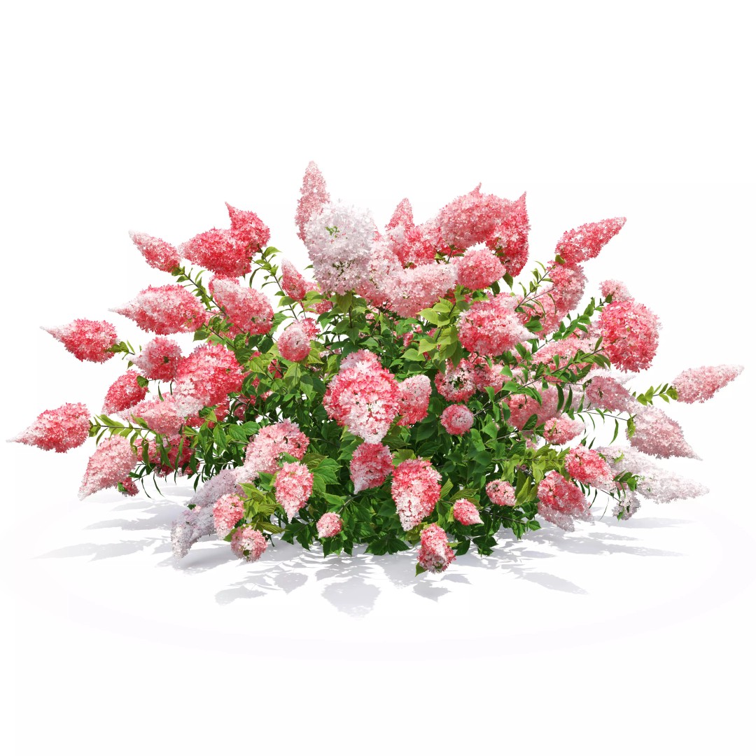 Hydrangea Paniculata 3D Model – High Poly Flower Asset, FBX, PBR - View 5