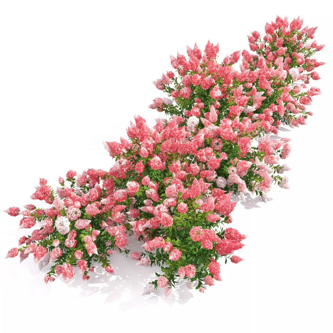 Hydrangea Paniculata 3D Model – High Poly Flower Asset, FBX, PBR - View 6