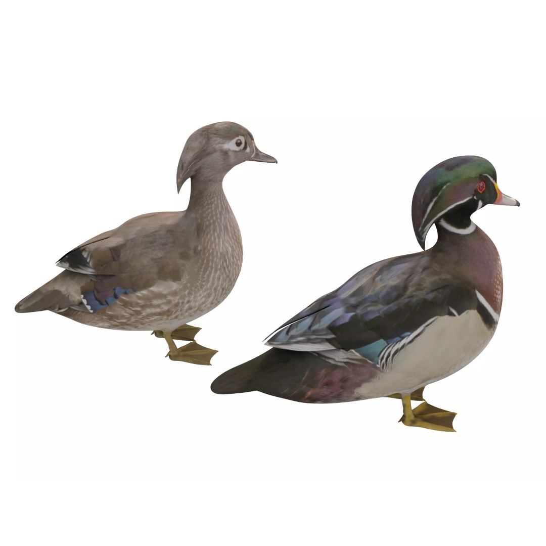 Mandarin Duck 3D Model – Low Poly Game Asset, FBX & OBJ Formats - View 2