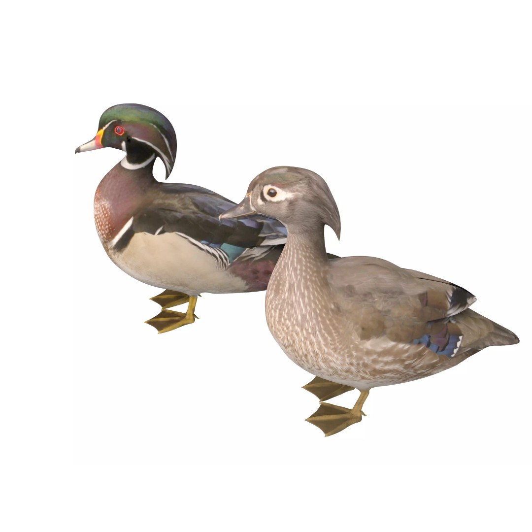 Mandarin Duck 3D Model – Low Poly Game Asset, FBX & OBJ Formats - View 3