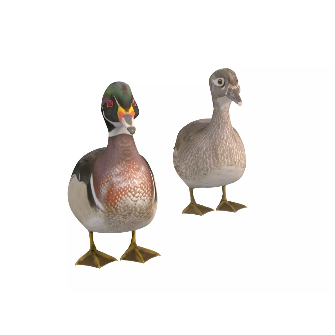 Mandarin Duck 3D Model – Low Poly Game Asset, FBX & OBJ Formats - View 4