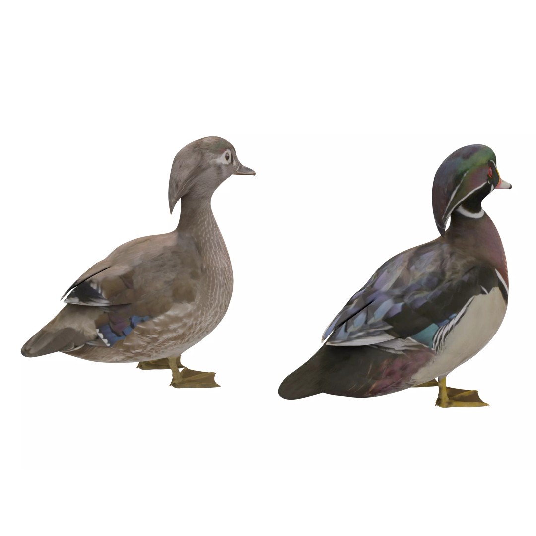 Mandarin Duck 3D Model – Low Poly Game Asset, FBX & OBJ Formats - View 5