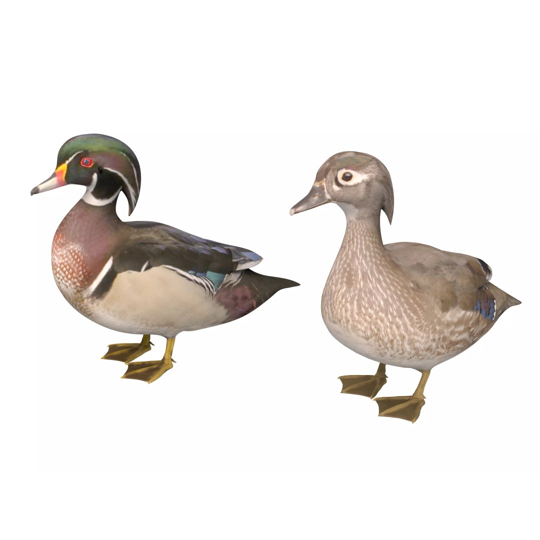Mandarin Duck 3D Model – Low Poly Game Asset, FBX & OBJ Formats - View 6